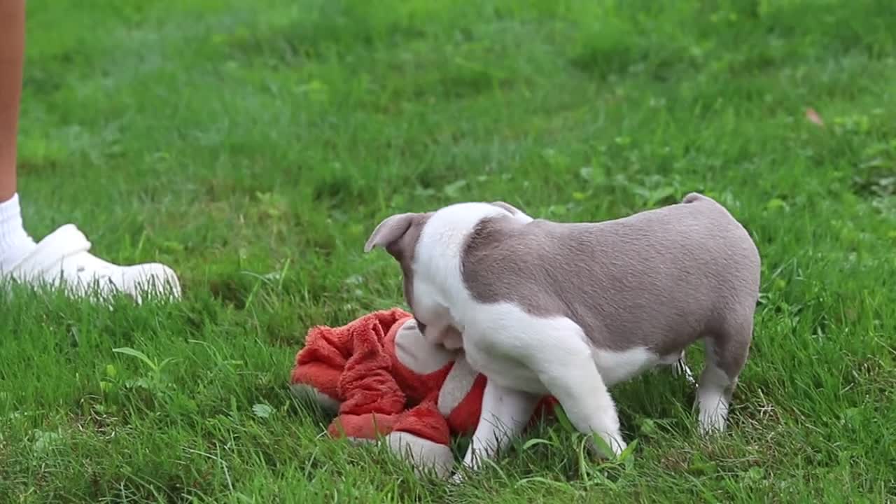 Boston Terrier dogs for sale: Sonny - Video 2