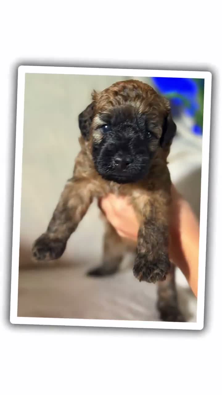 Mixed Breed dogs for sale: Pink collar girl  - Video 1