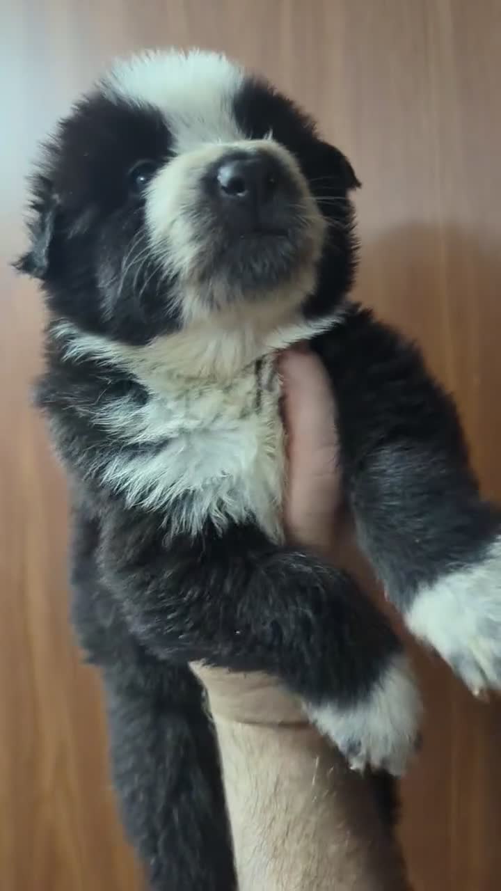 German Shepherd dogs for sale: Cheshire  - Video 1