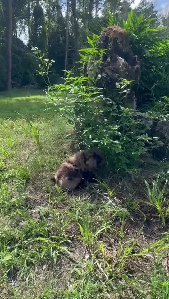 Miniature Labradoodle dogs for sale: Link - Video 1