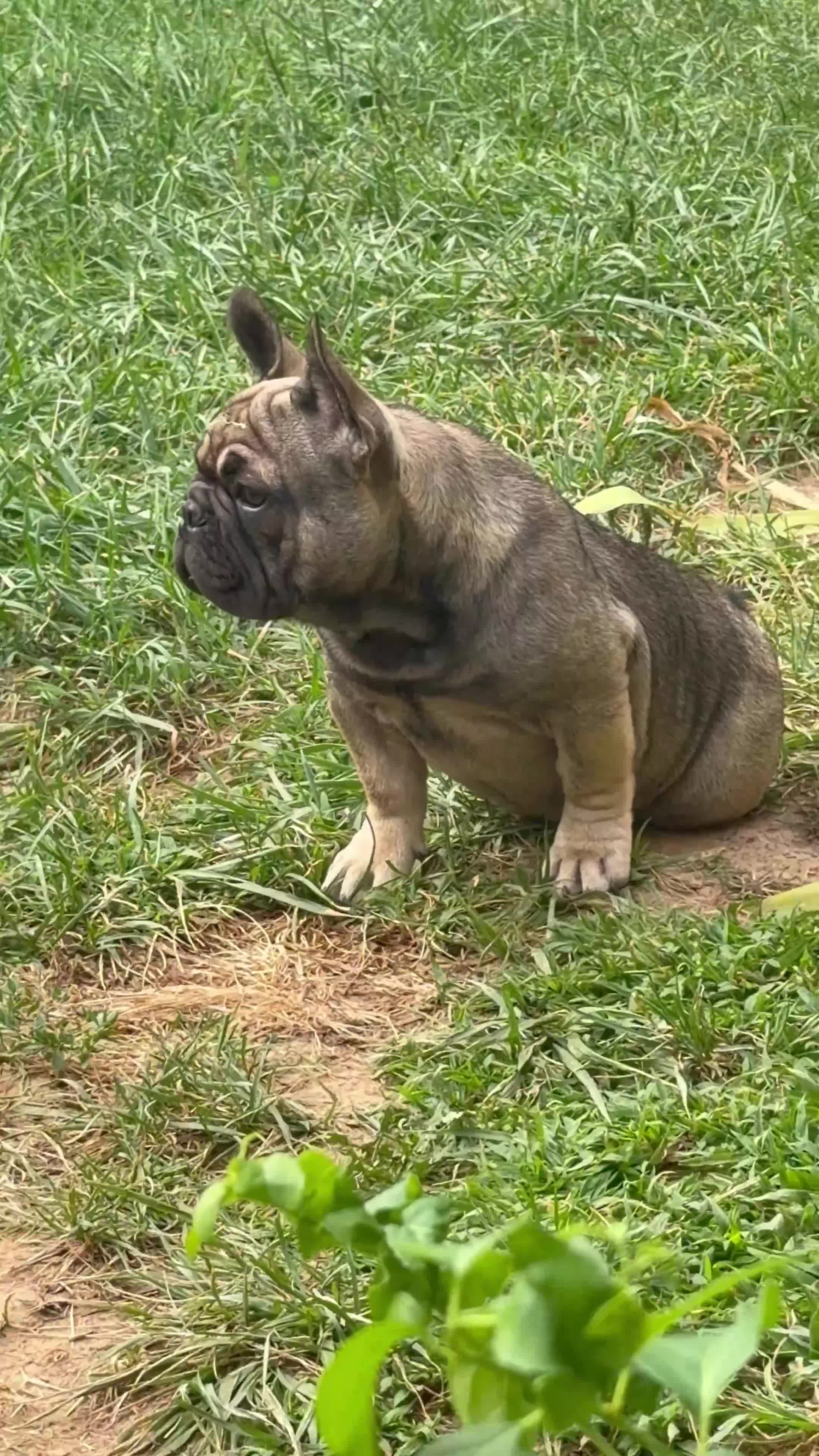 French Bulldog dogs for sale: French Bulldog 1 - Video 2