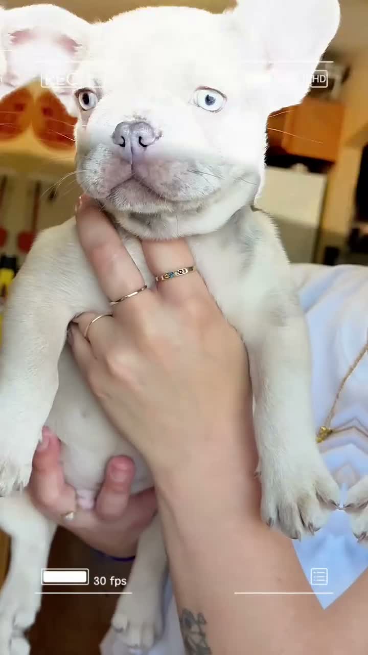 French Bulldog dogs for sale: mumble - Video 1