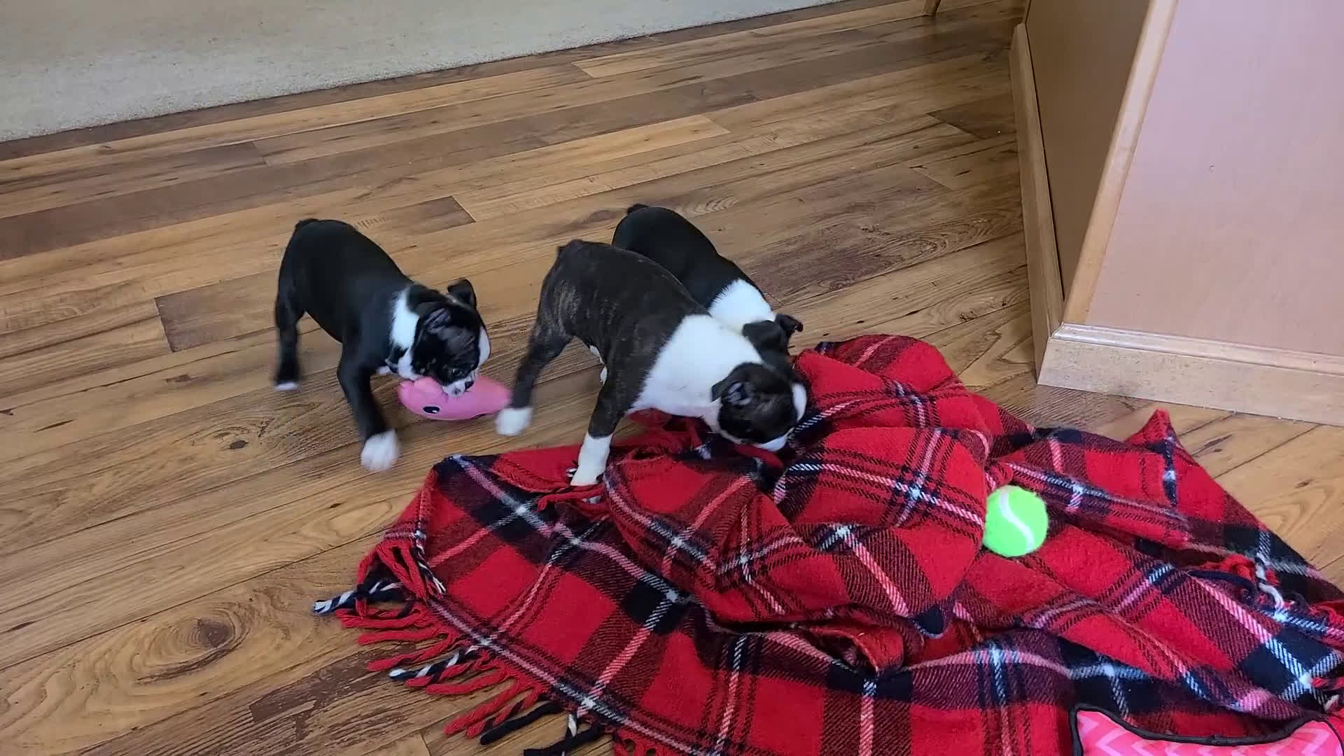 Boston Terrier dogs for sale: Hardy - Video 1