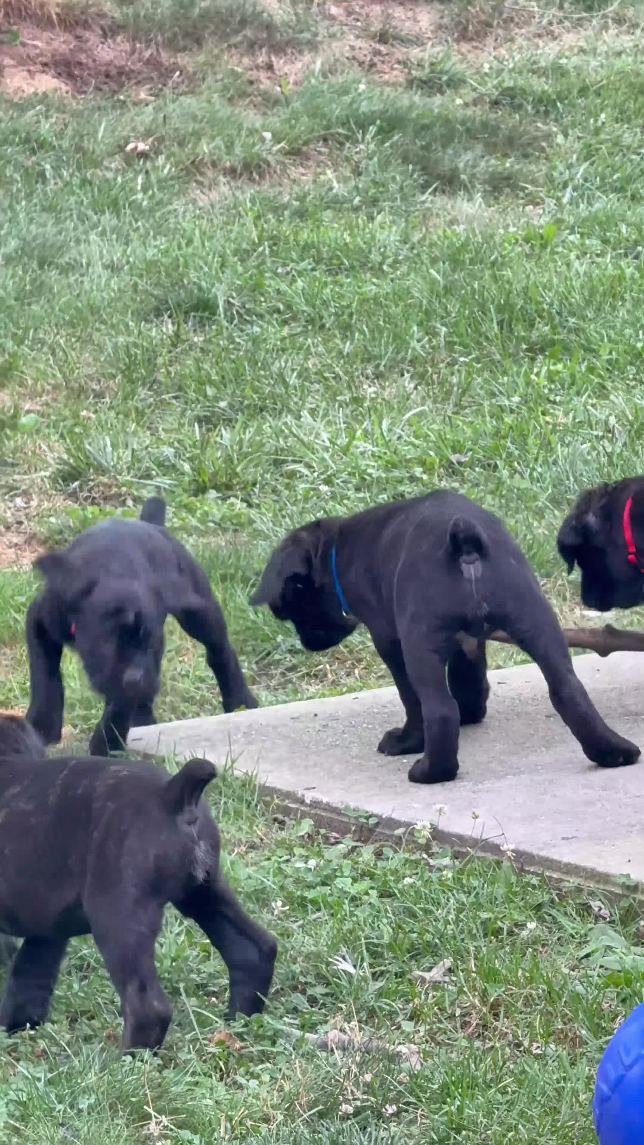 Cane Corso dogs for sale: White collar - Video 1