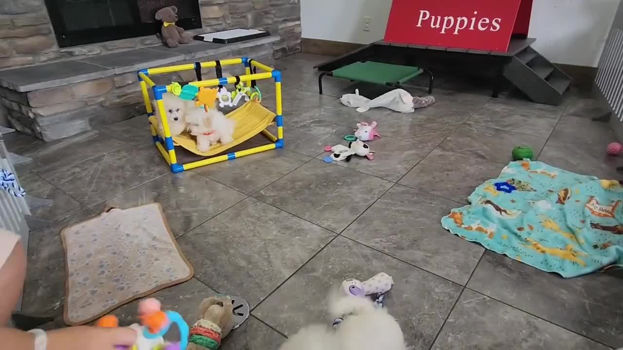 Havanese dogs for sale: FROSTING - Video 3
