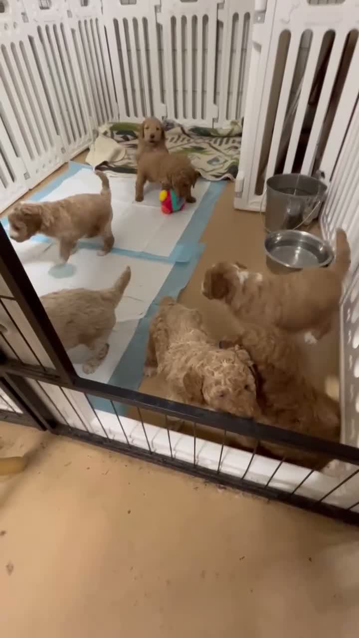 Mini Goldendoodle dogs for sale: Mini Goldendoodle Teddy - Video 2