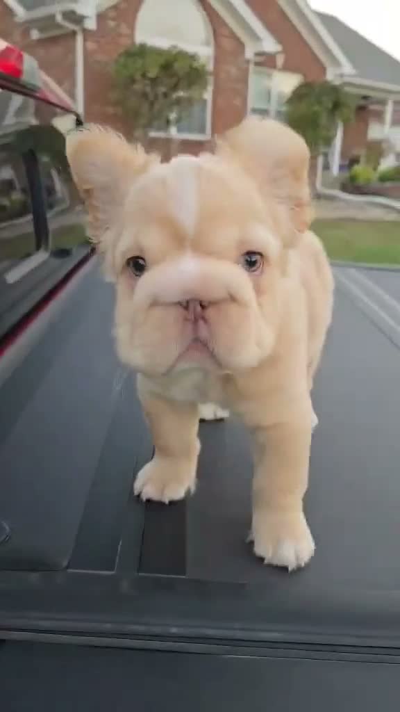 French Bulldog dogs for sale: Mello - Video 1
