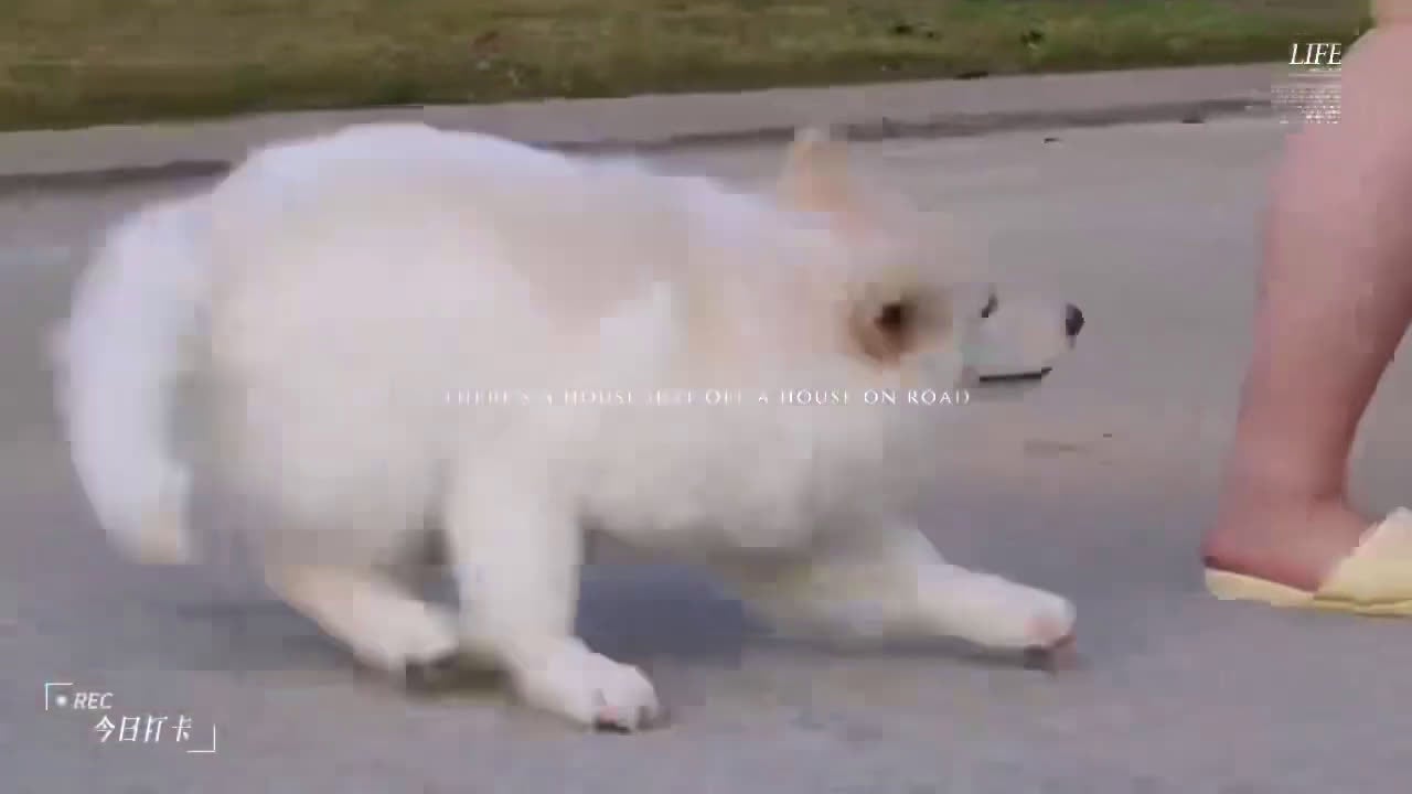 Alaskan Malamute dogs for sale: Xi Xi - Video 2