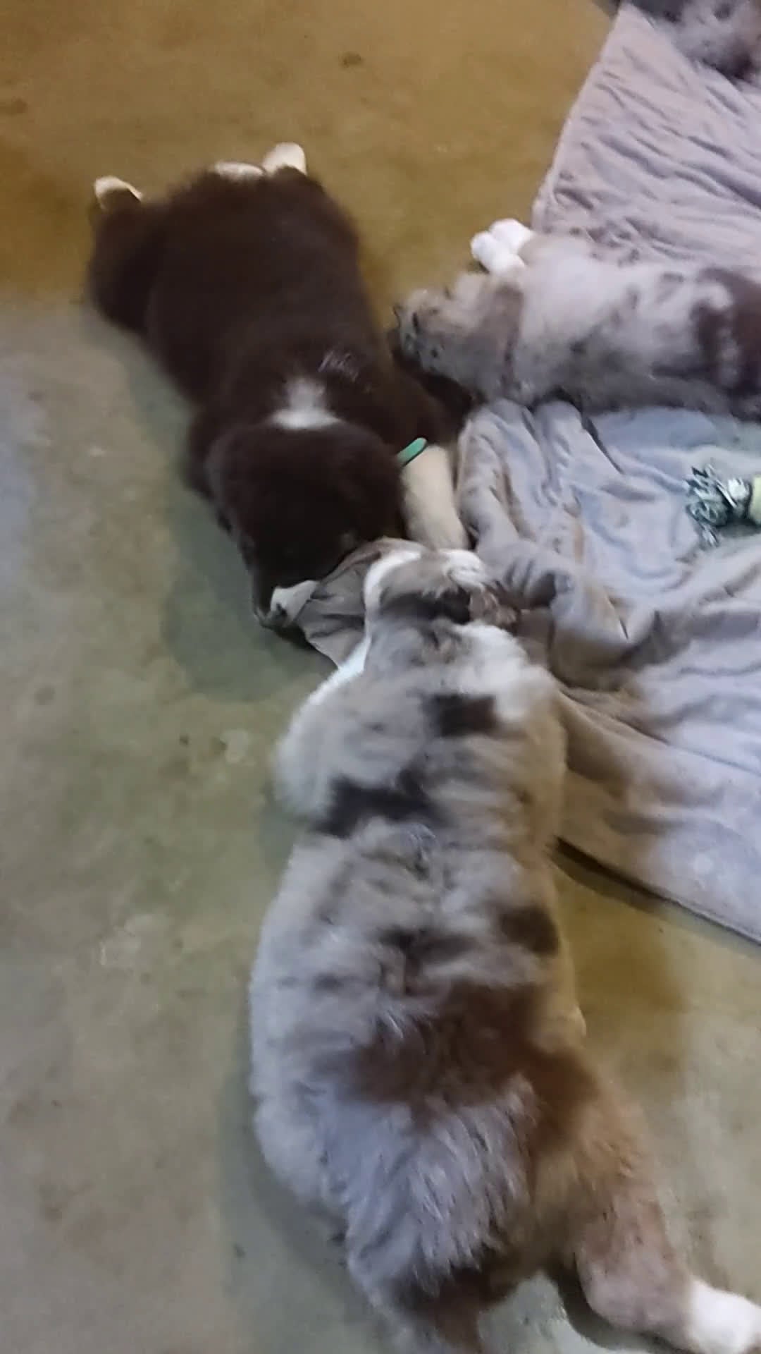 Aussiedoodle dogs for sale: Flo - Video 2