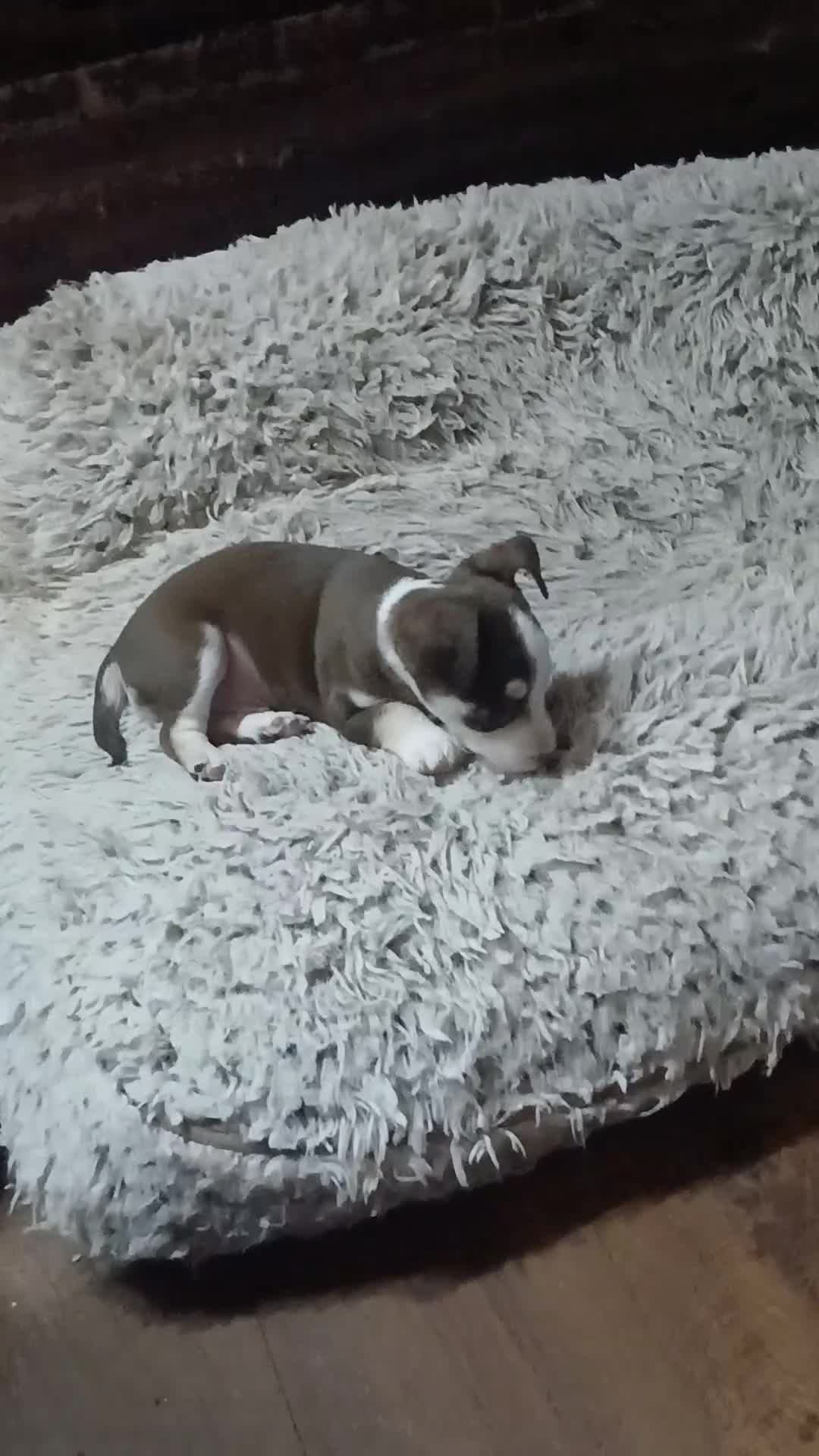 Chihuahua dogs for sale: Brownie boy - Video 1