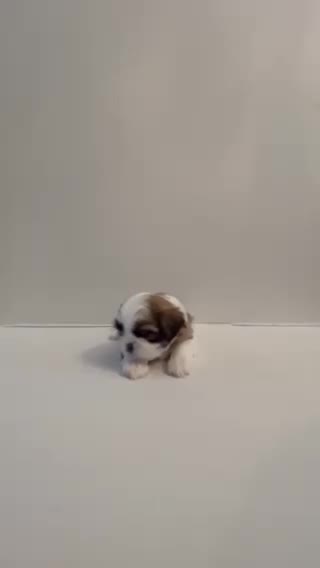 Shih Tzu dogs for sale: Shih Tzu baby boy green - Video 1