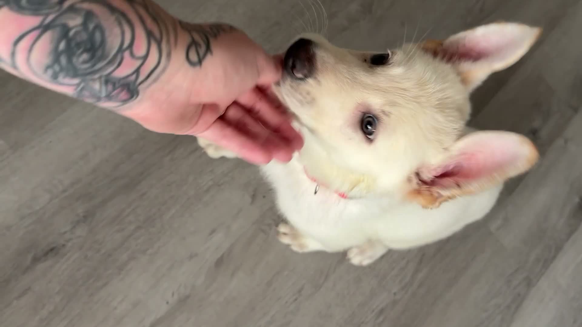 German Shepherd dogs for sale: Yellow - Video 2