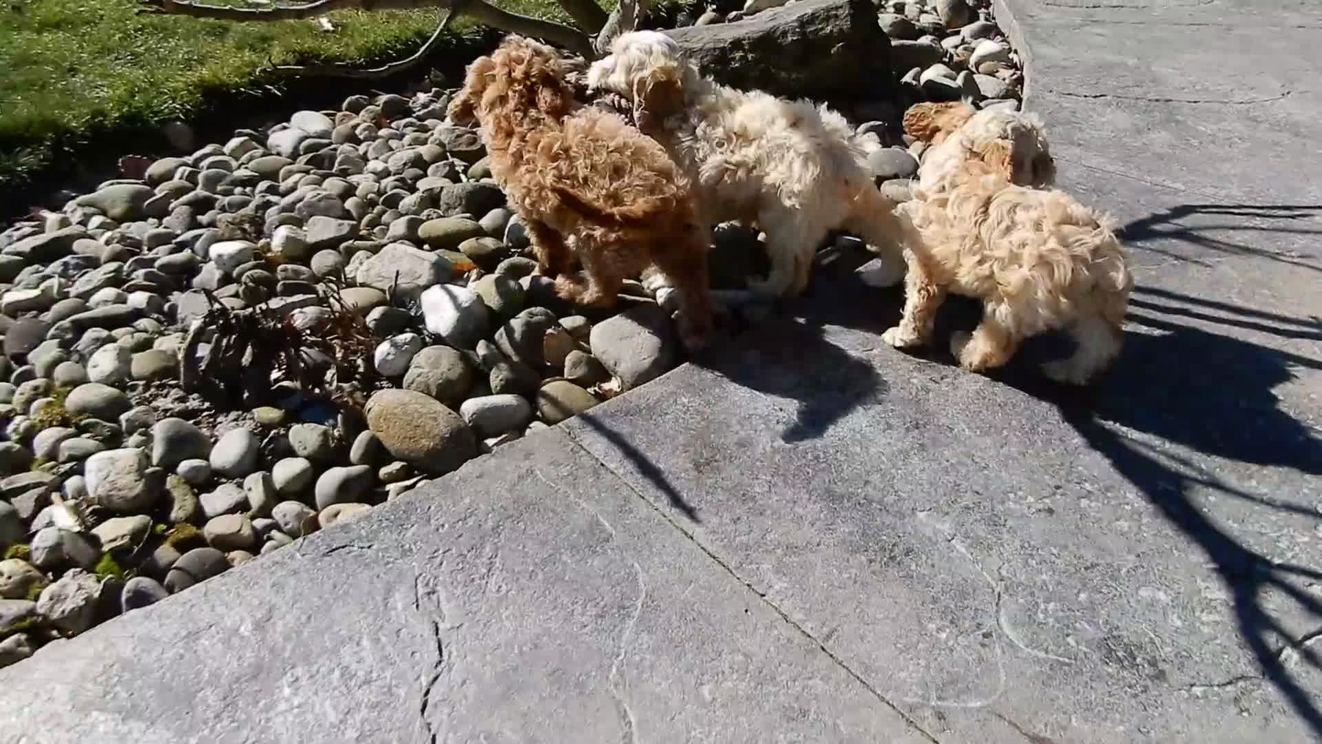 Cavapoo dogs for sale: Thomas - Video 2