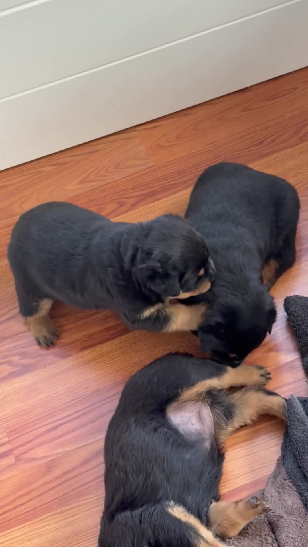 Rottweiler dogs for sale: Female 1 - Video 1