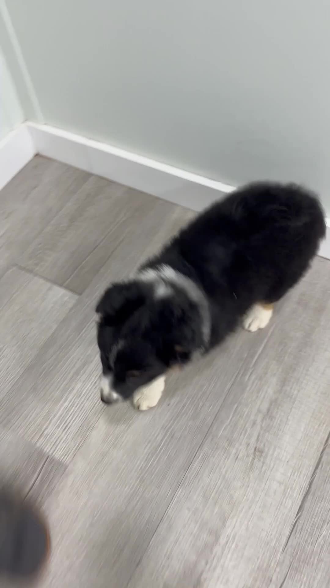 Australian Shepherd dogs for sale: Luna - Video 1