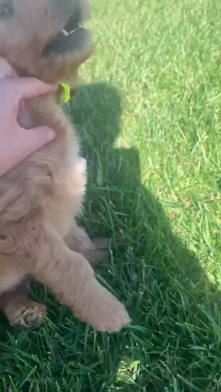 Mini Goldendoodle dogs for sale: Jip - Video 1
