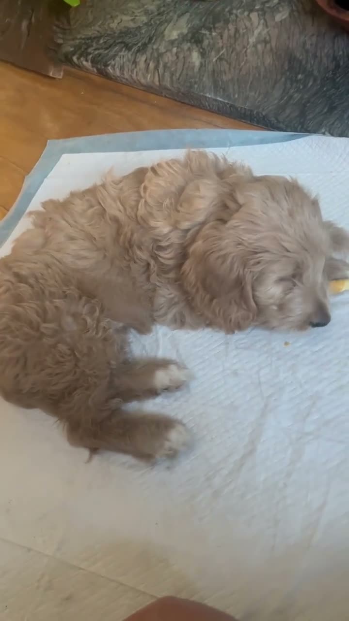 Goldendoodle dogs for sale: CHANEL  - Video 1