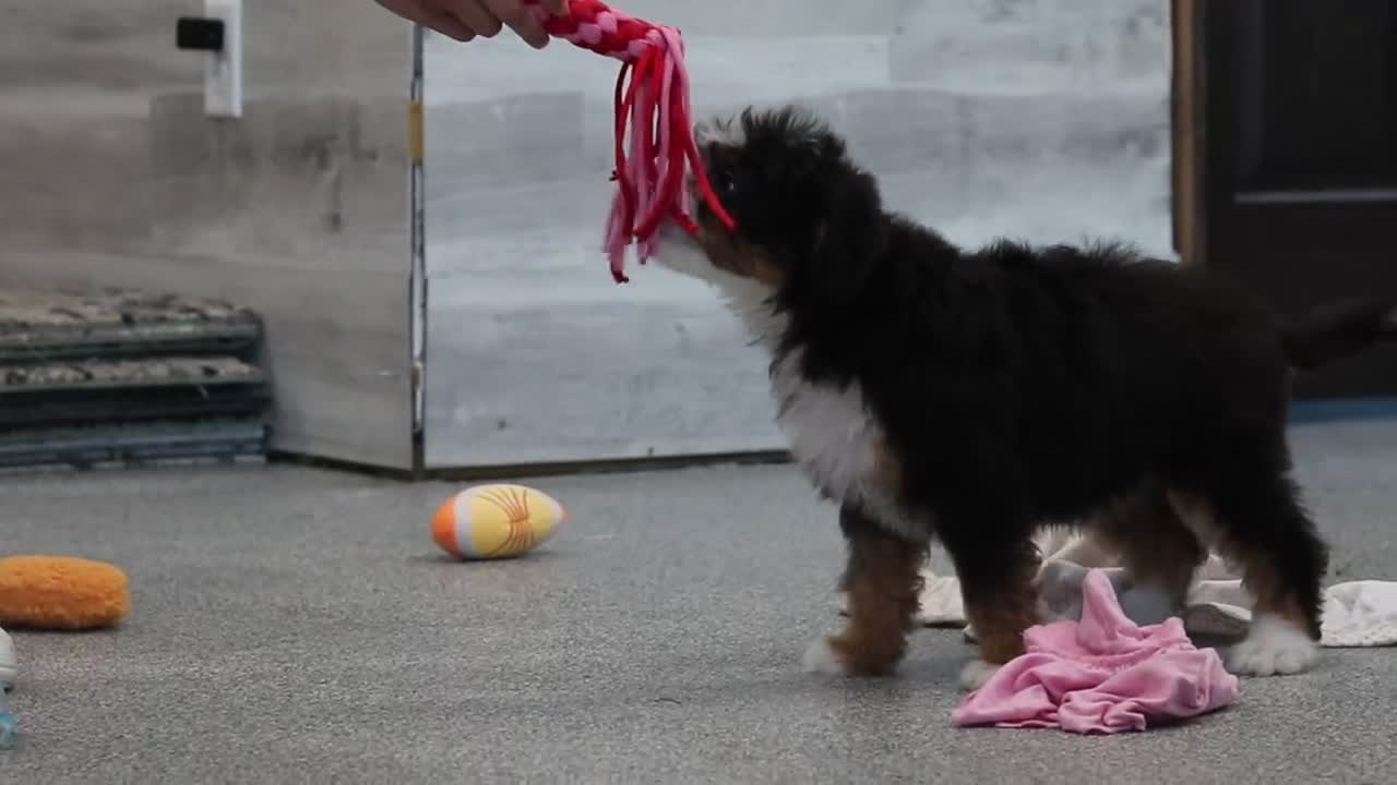 Mini Bernedoodle dogs for sale: LuLu - Video 1