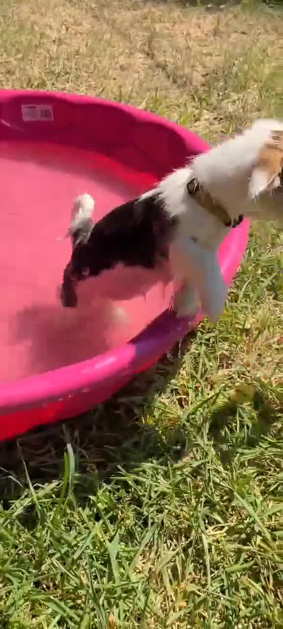 Mixed Breed dogs for sale: Lilly - Female - Whie/Black/Brown - Video 1