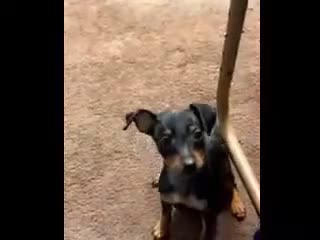 Miniature Pinscher dogs for sale: Shelby - Video 2