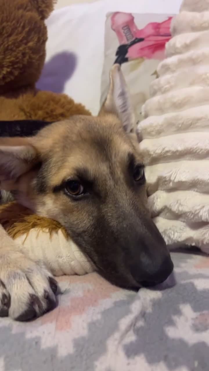 German Shepherd dogs for sale: Bonnie  - Video 1