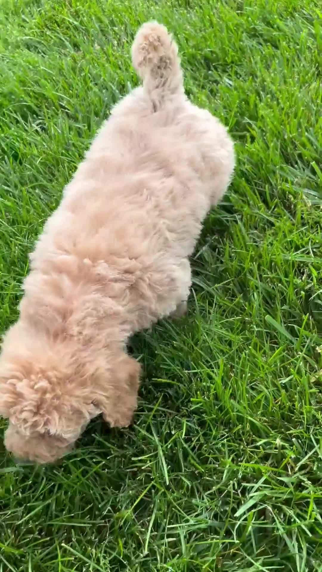 Miniature Labradoodle dogs for sale: Kacey - Video 1