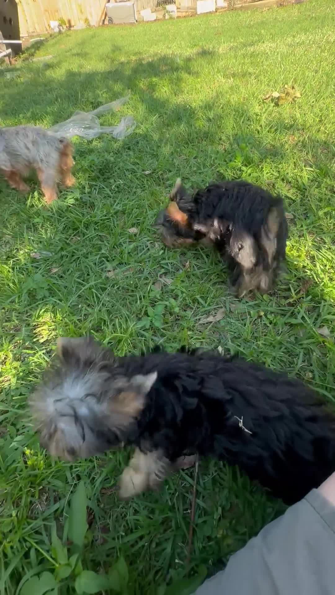 Yorkshire Terrier dogs for sale: Yorkshire Terrier Puppy 1 - Video 2