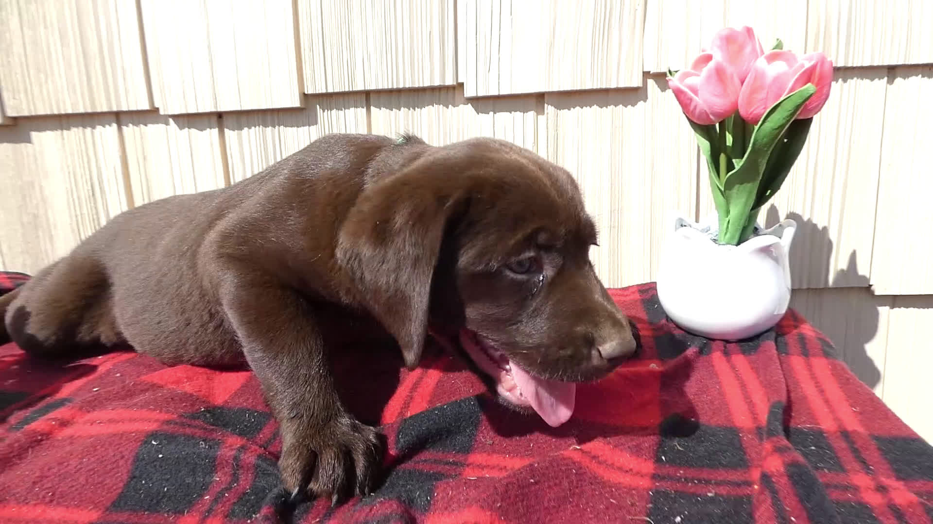 Labrador Retriever dogs for sale: Labrador Retriever Puppy 7 April - Video 1