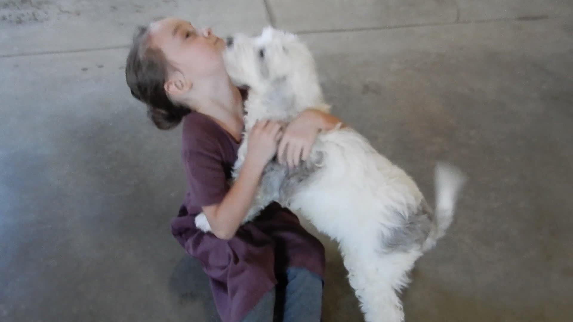 Sheepadoodle dogs for sale: Robby - Video 1