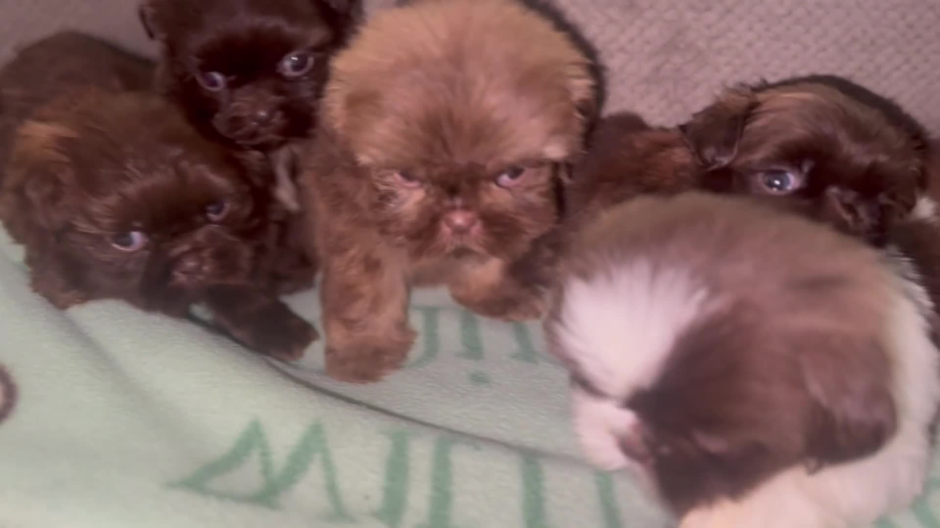 Shih Tzu dogs for sale: Shih Tzu 3 - Video 1