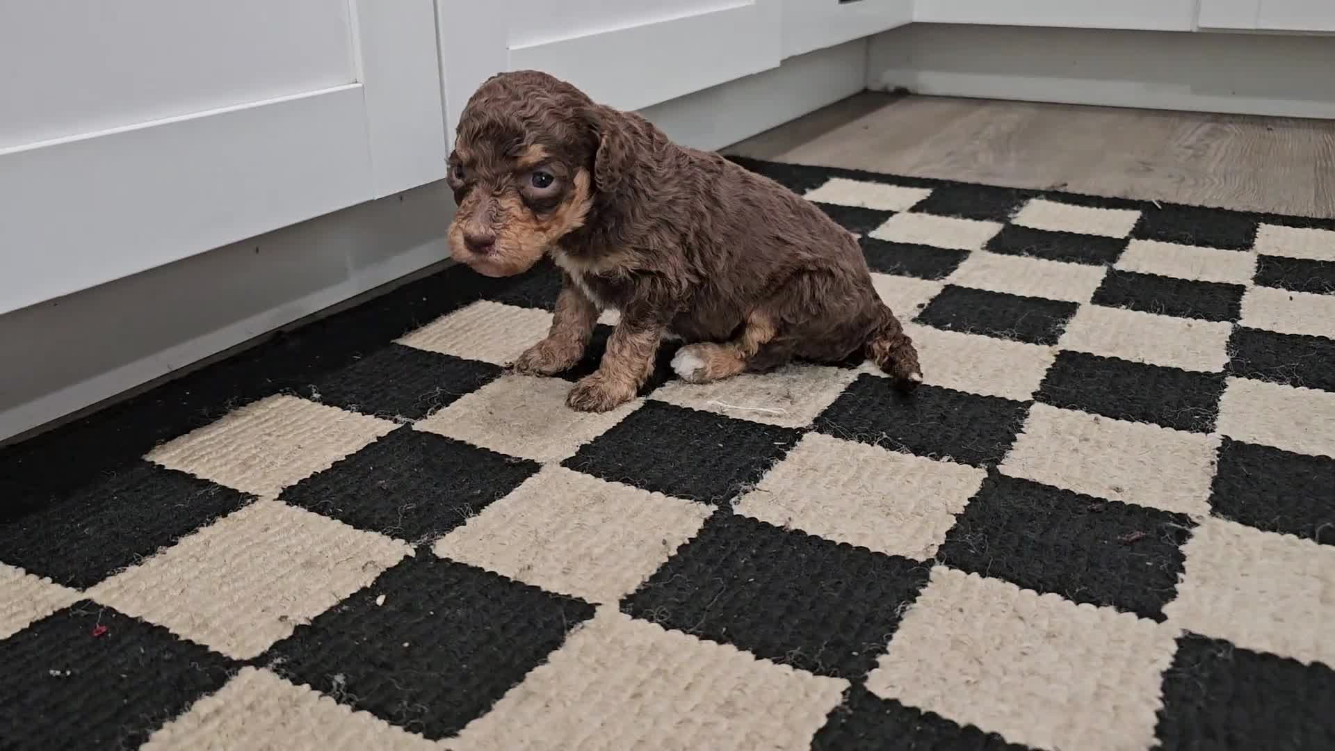 Standard Poodle dogs for sale: Padmè - Video 1