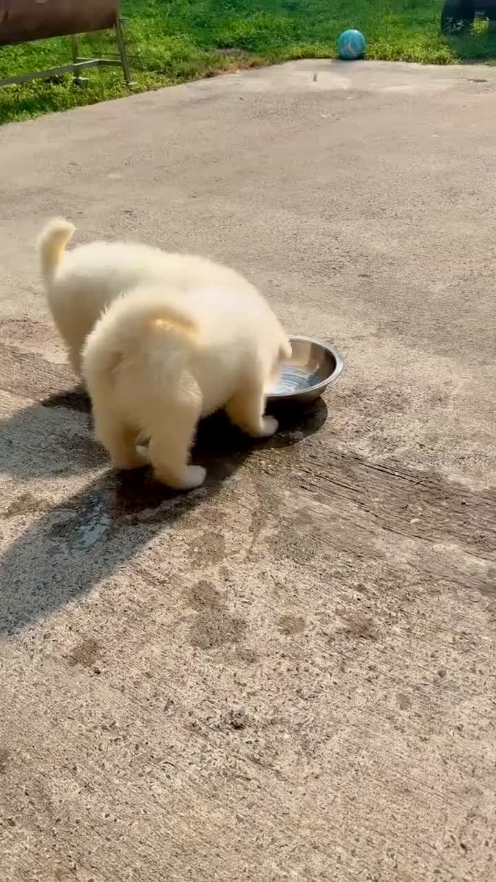 Samoyed dogs for sale:  1 - Video 1