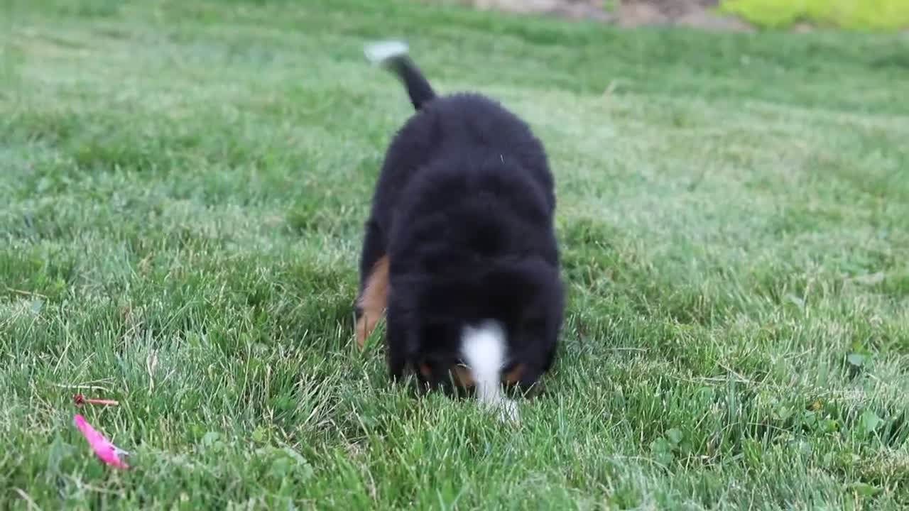 Bernese Mountain Dog dogs for sale: Zara - Video 1