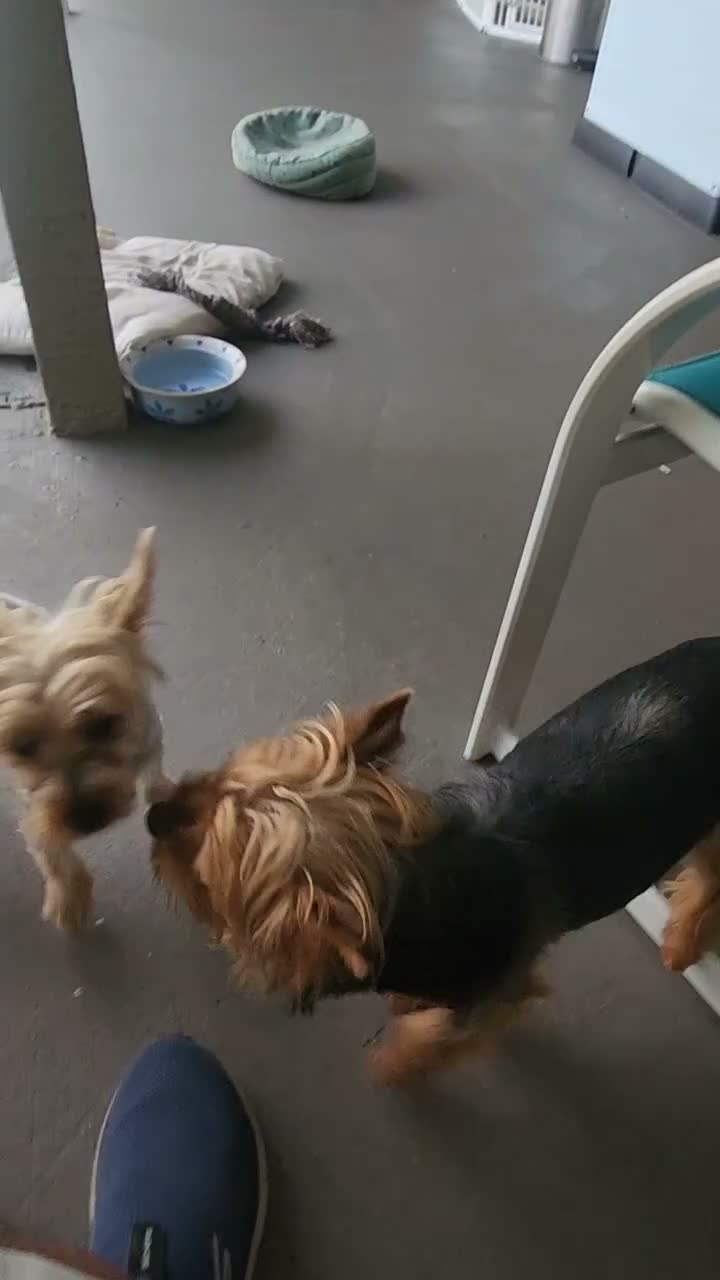 Yorkshire Terrier dogs for sale: Yorkshire Terrier 2 - Video 5