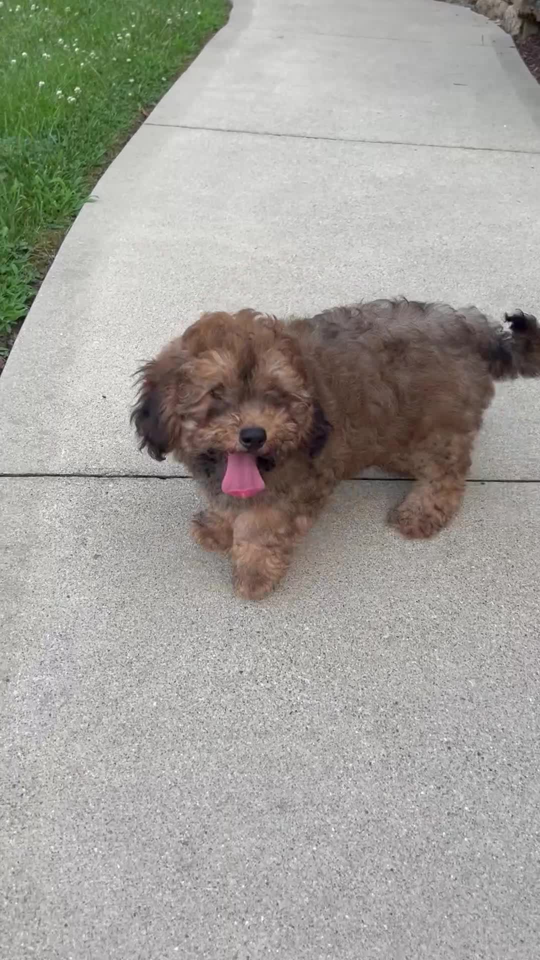 Cavapoo dogs for sale: Rudy - Video 1