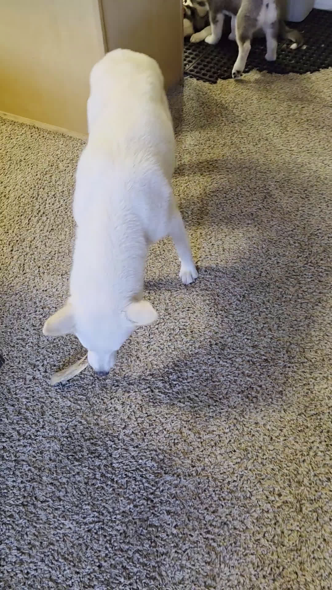 Siberian Husky dogs for sale: Spot  (Spoticus) - Video 2