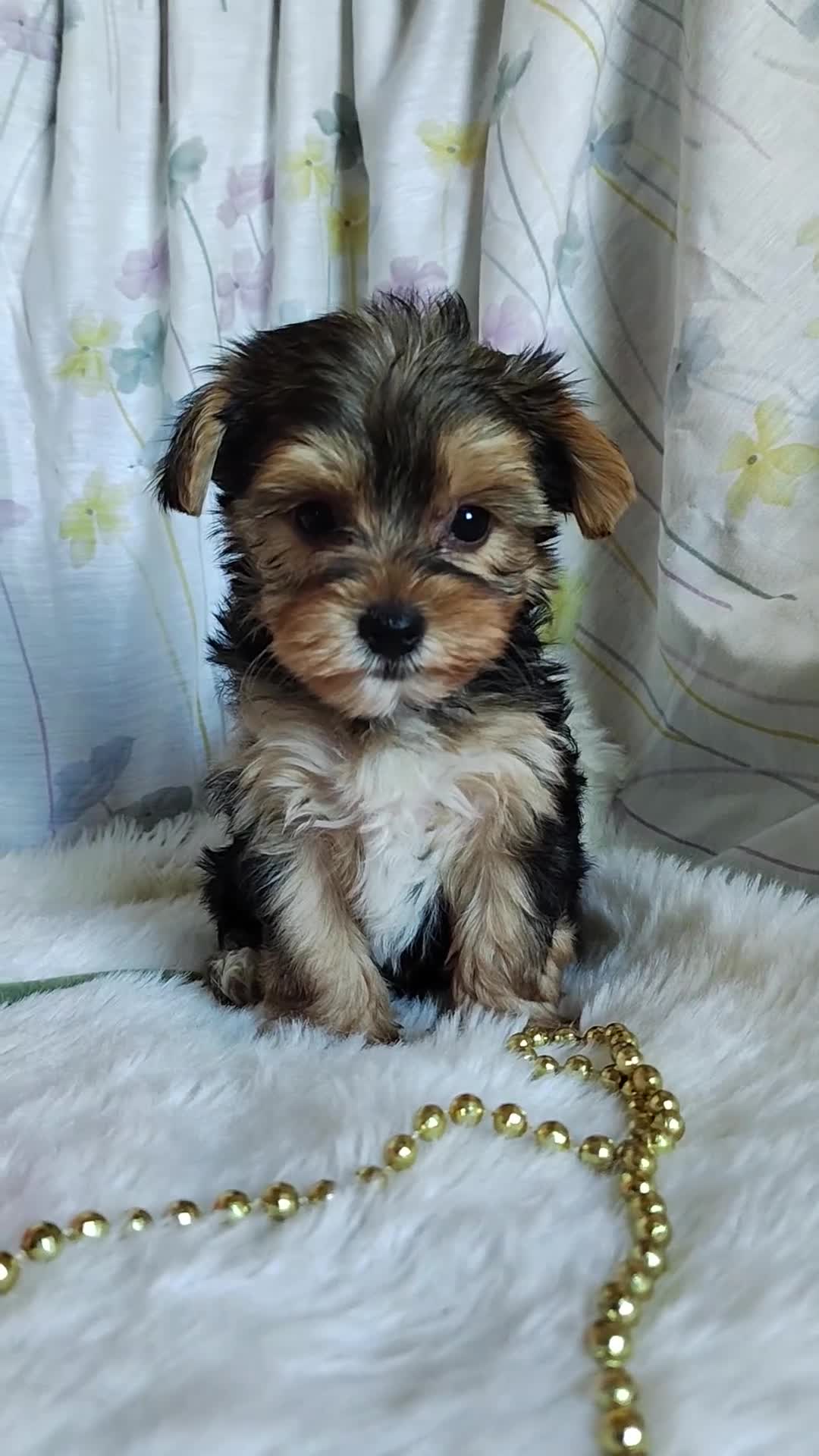 Yorkshire Terrier dogs for sale: Jolene - Video 1