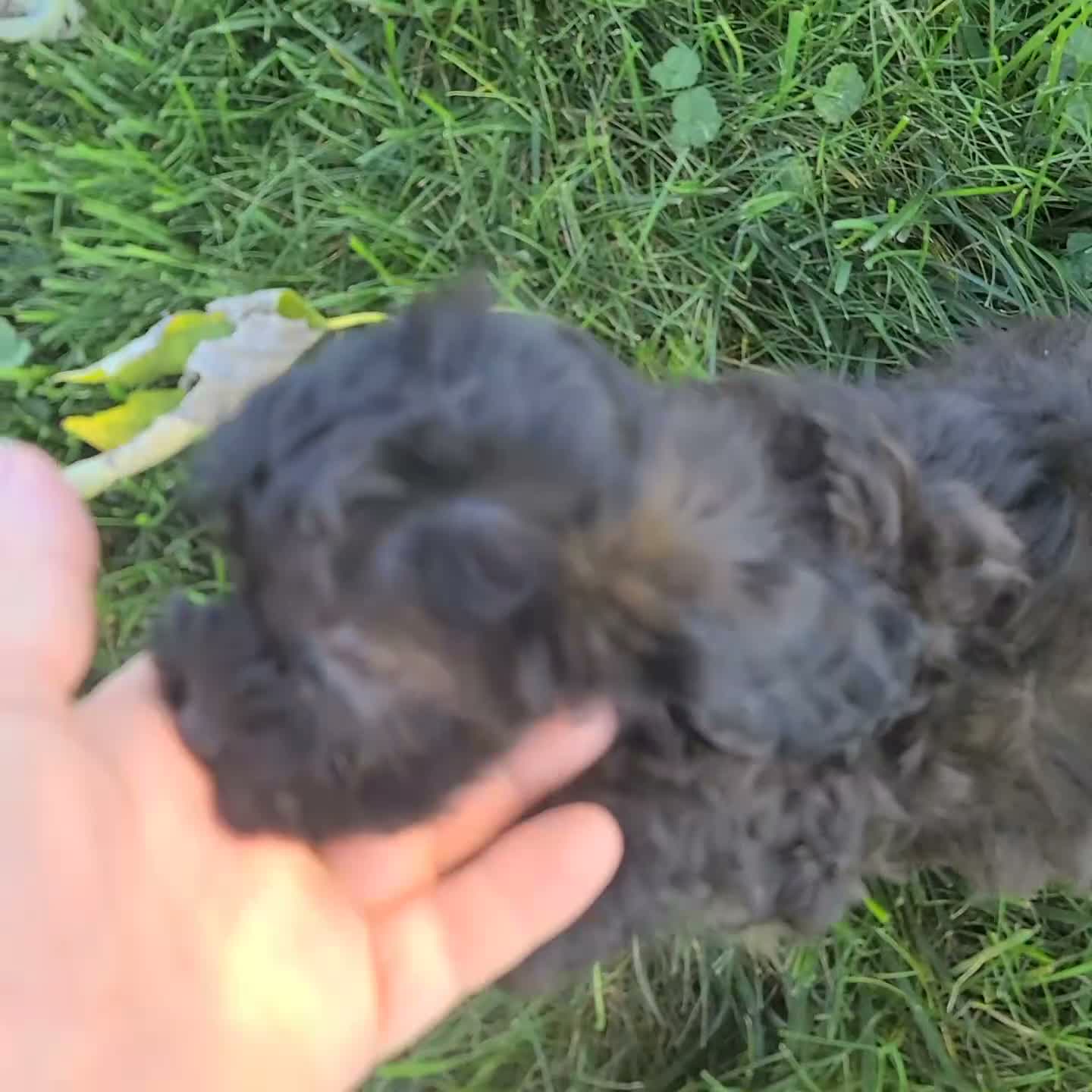Shihpoo dogs for sale: Carson - Video 3