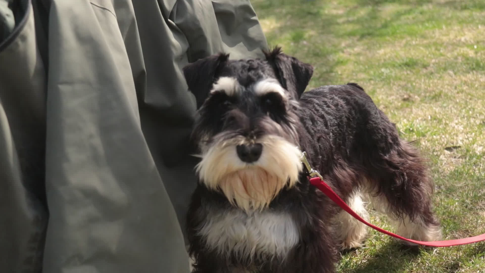 Miniature Schnauzer dogs for sale: Antonio - Video 1