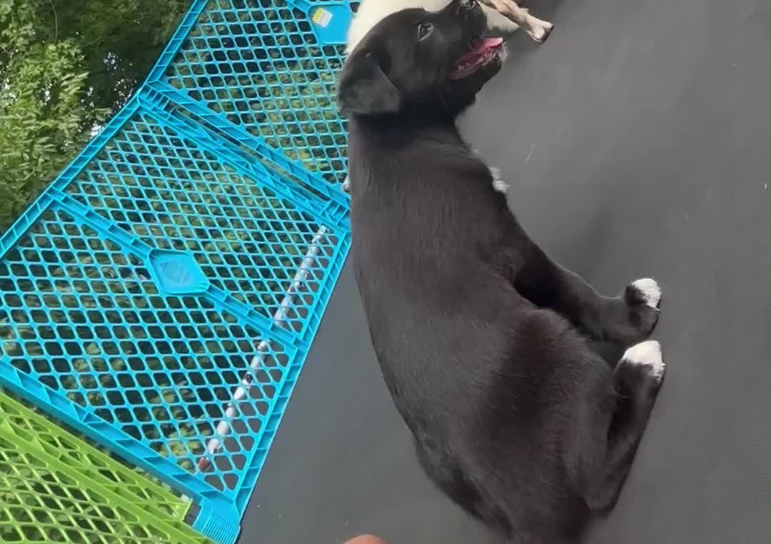 Mixed Breed dogs for sale: Mixed Breed 2 - Video 2