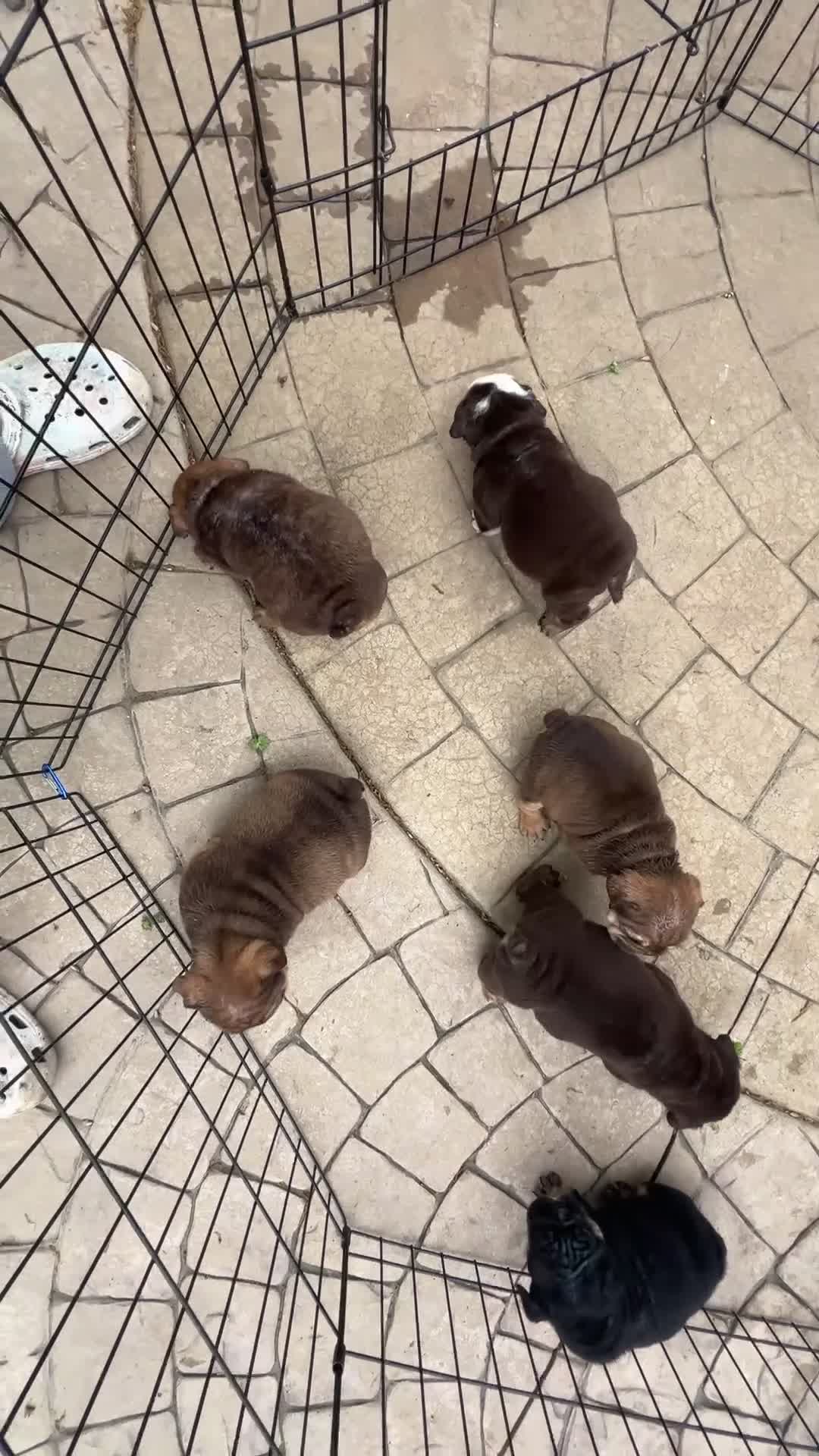 English Bulldog dogs for sale: English Bulldog Puppy  - Video 1