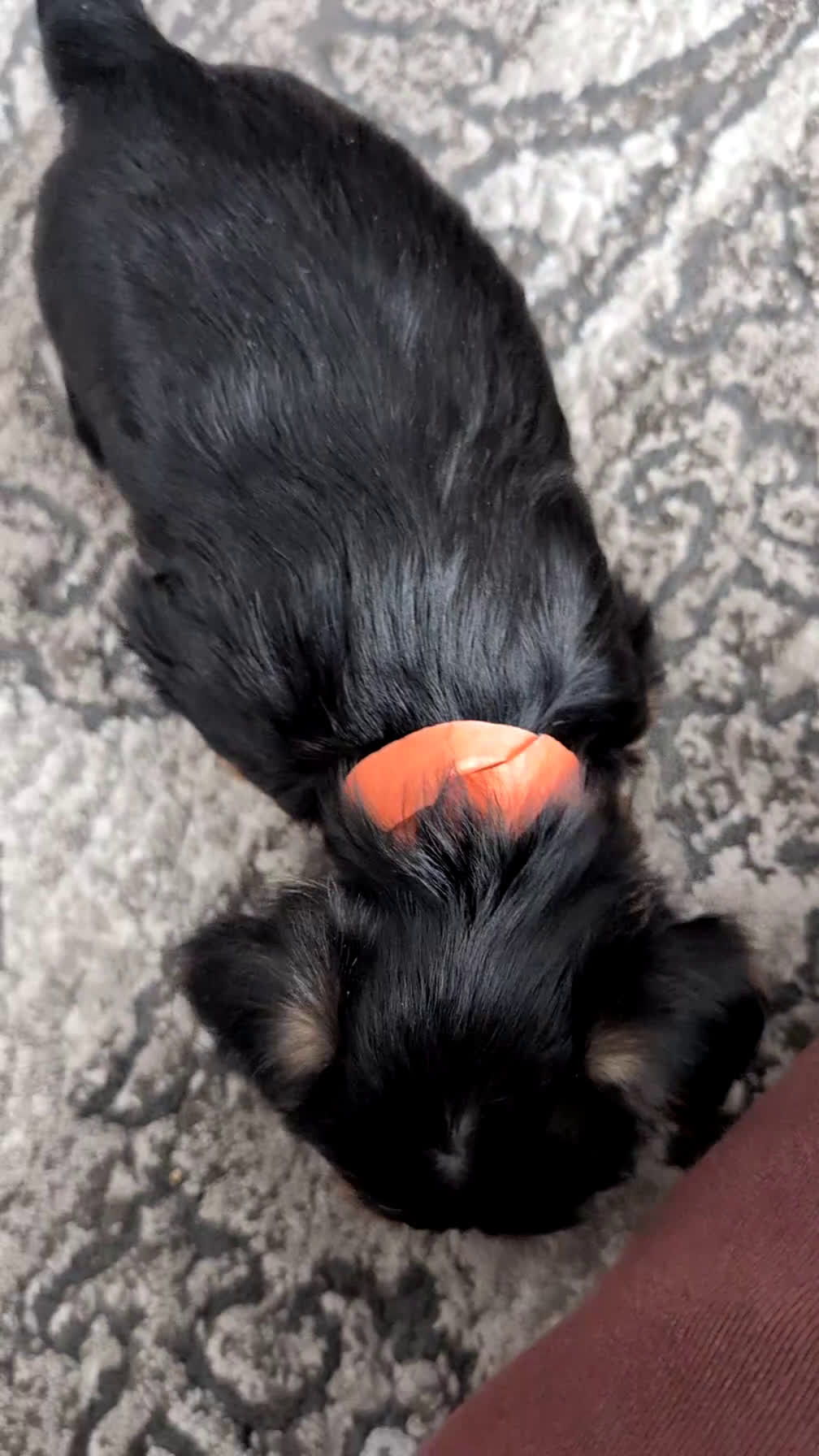 Yorkshire Terrier dogs for sale: Andor - Video 1