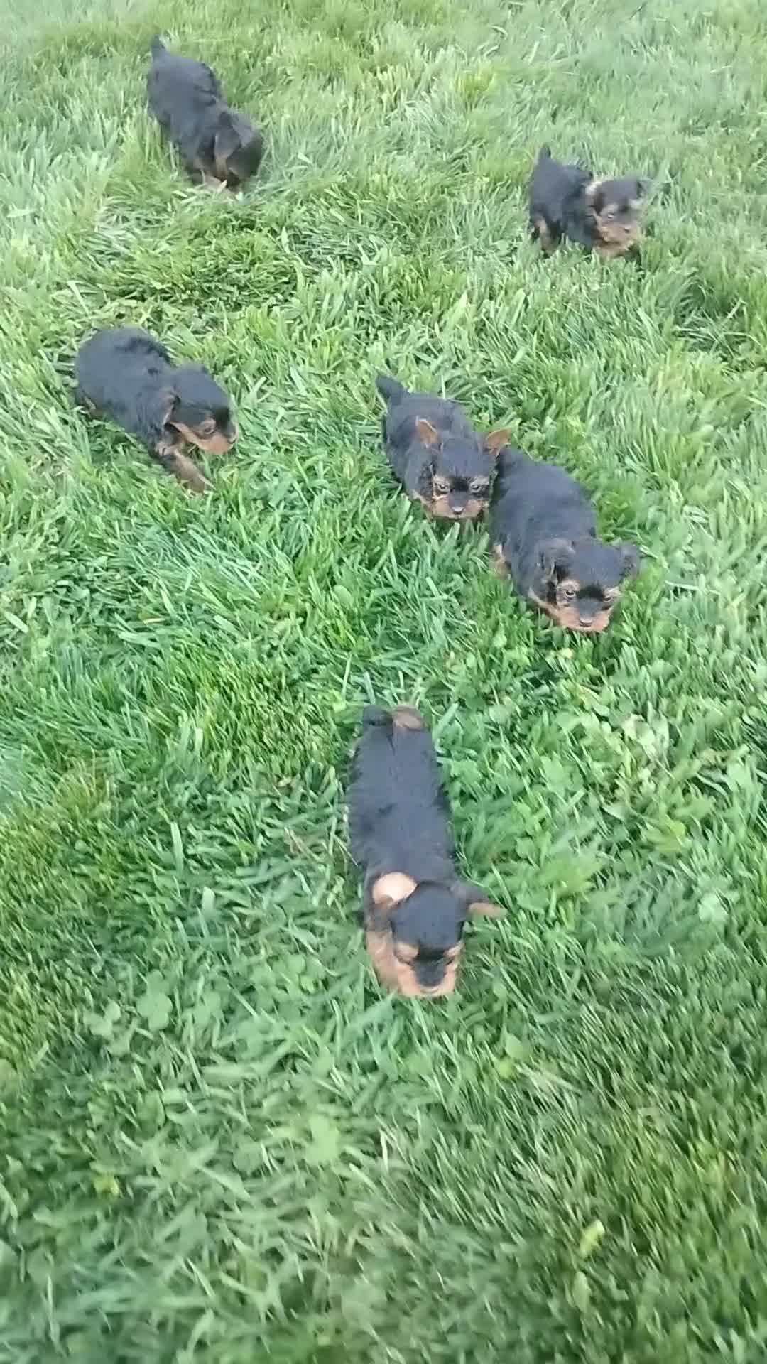 Yorkiepoo dogs for sale: Ella  - Video 1