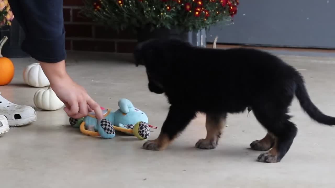 German Shepherd dogs for sale: Mason - Video 5