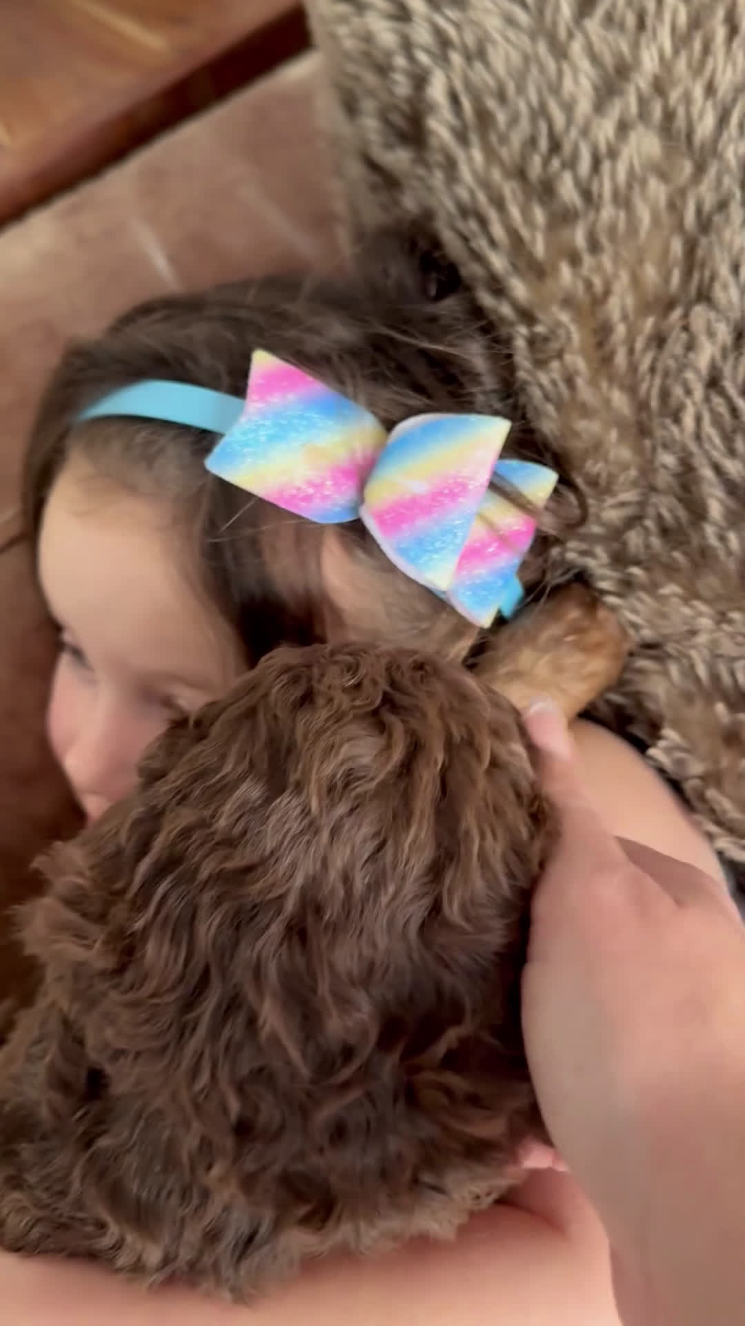 Saint Berdoodles dogs for sale: Blair - Video 3