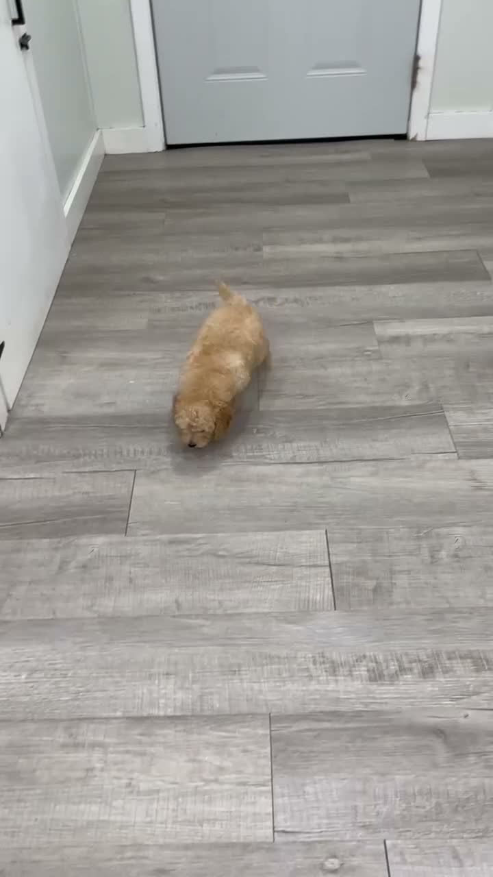Miniature Poodle dogs for sale: Bo - Video 1
