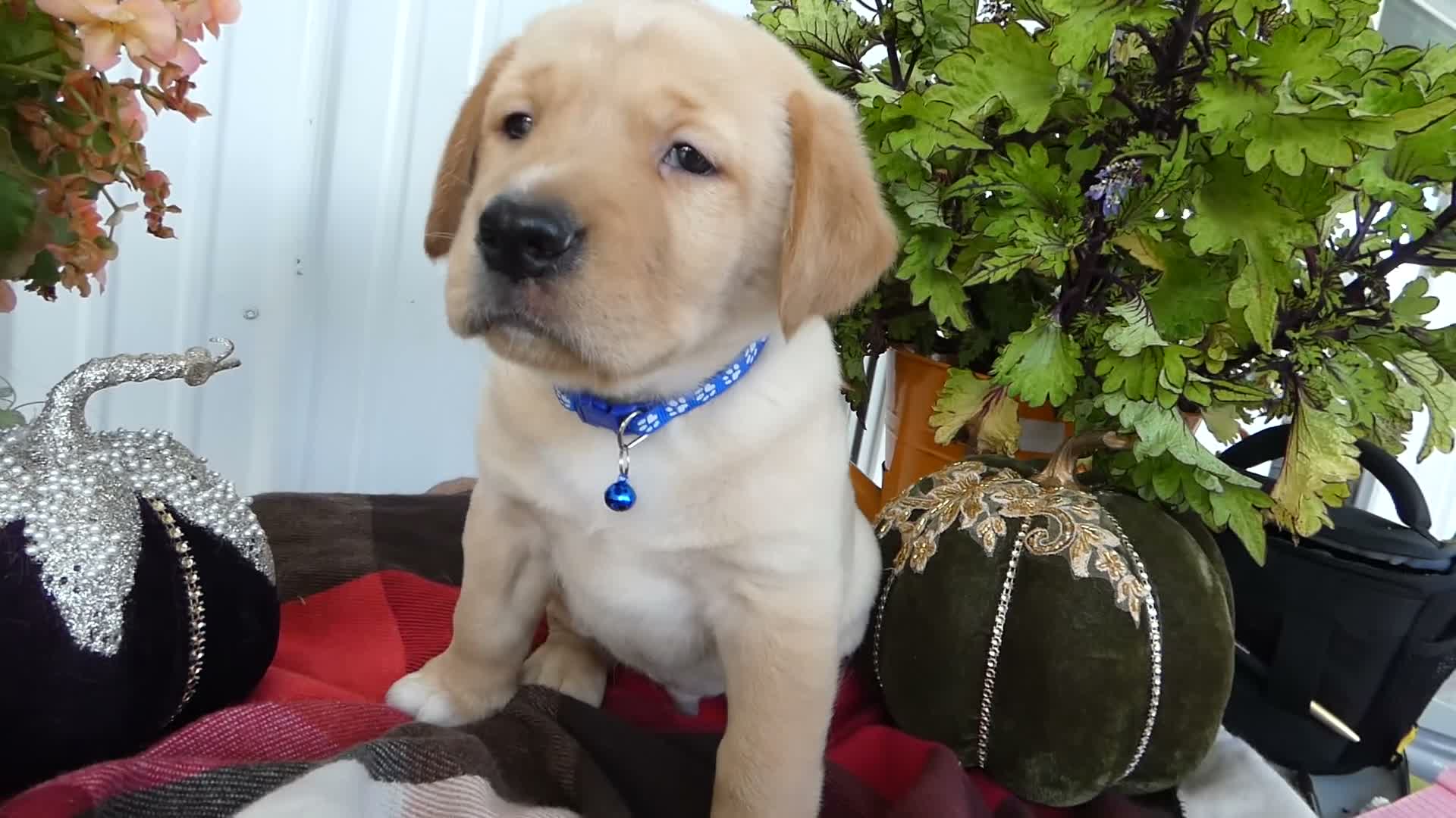Labrador Retriever dogs for sale: Labrador Retriever 2 Sylvester - Video 1