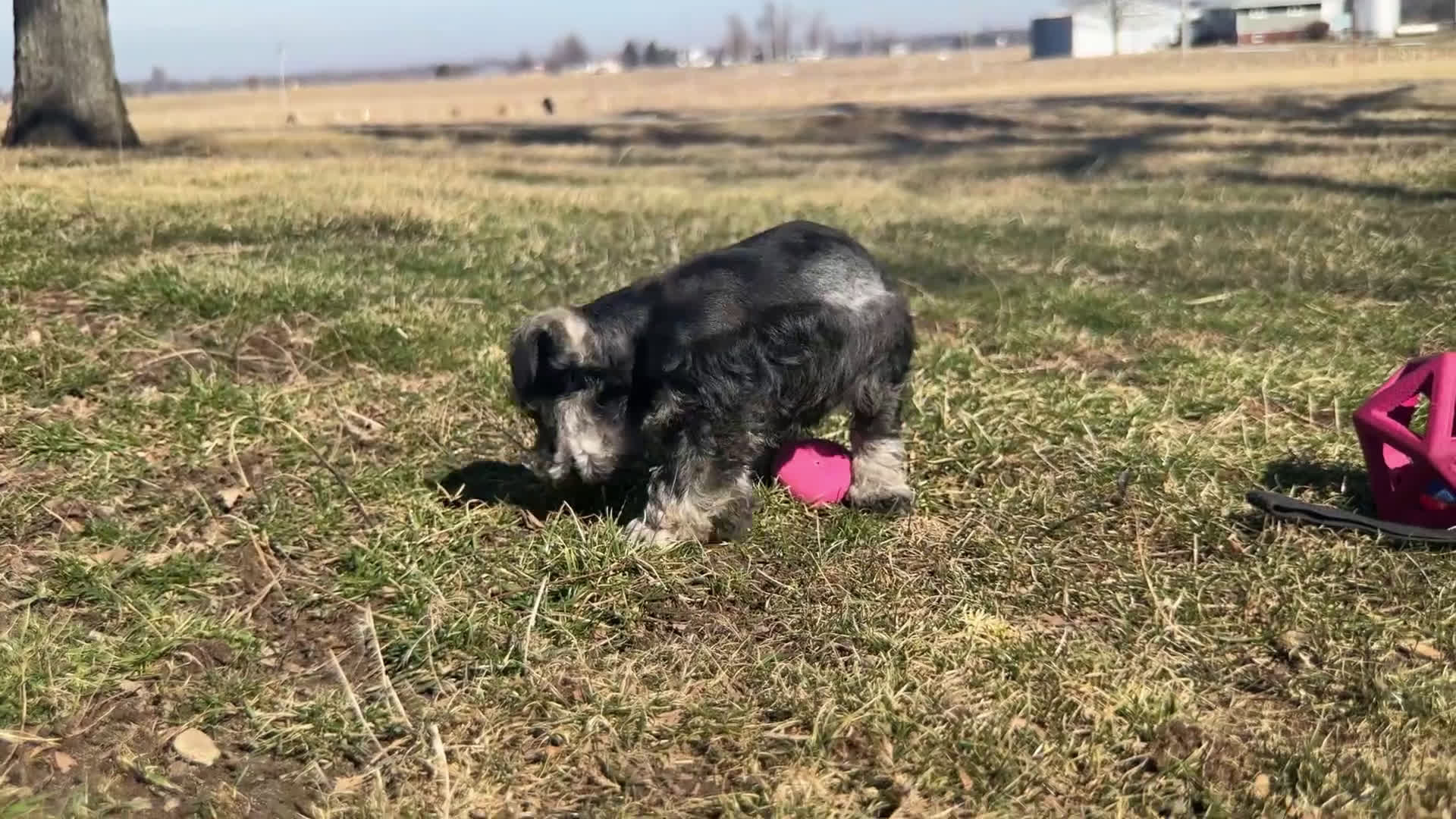 Miniature Schnauzer dogs for sale: Rayne | Miniature Schnauzer - Video 1