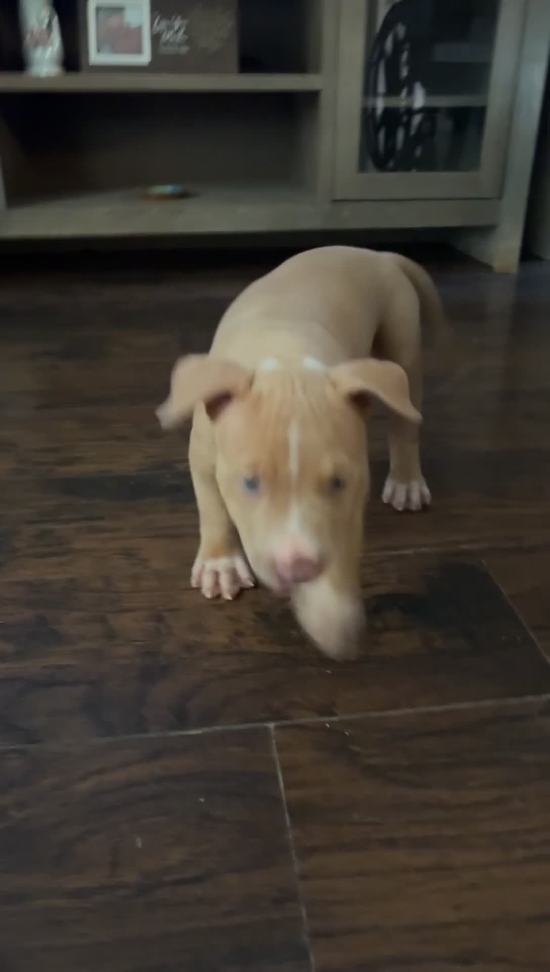 American Bully dogs for sale: American Bully 2 - Video 1