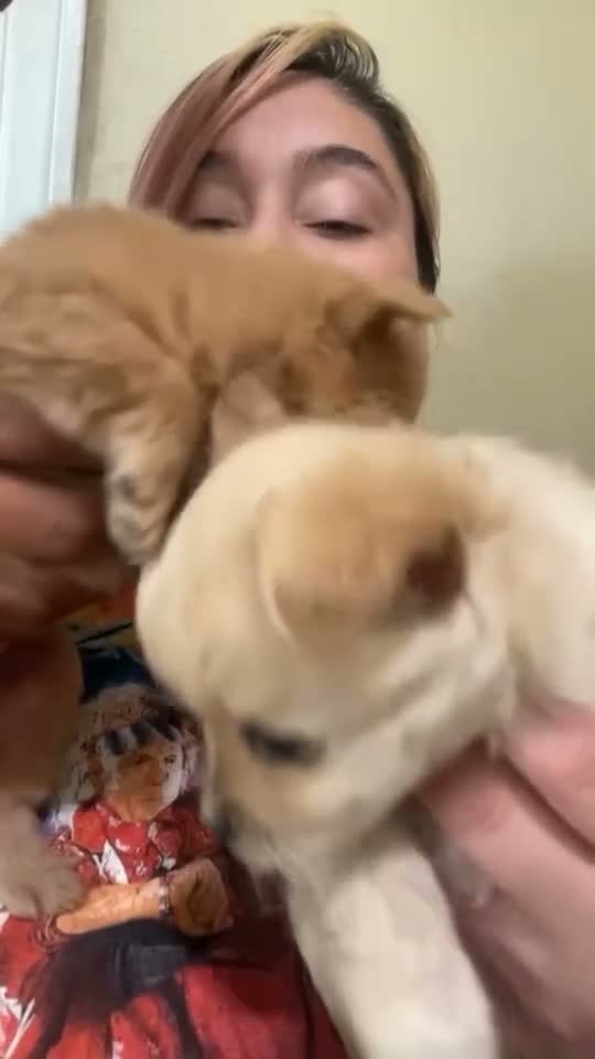 Pomchi dogs for sale: Snowy - Video 1